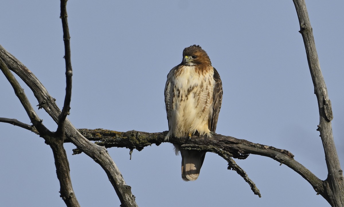 Red-tailed Hawk - ML627508586