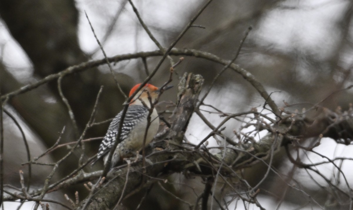 Red-bellied Woodpecker - ML627508588