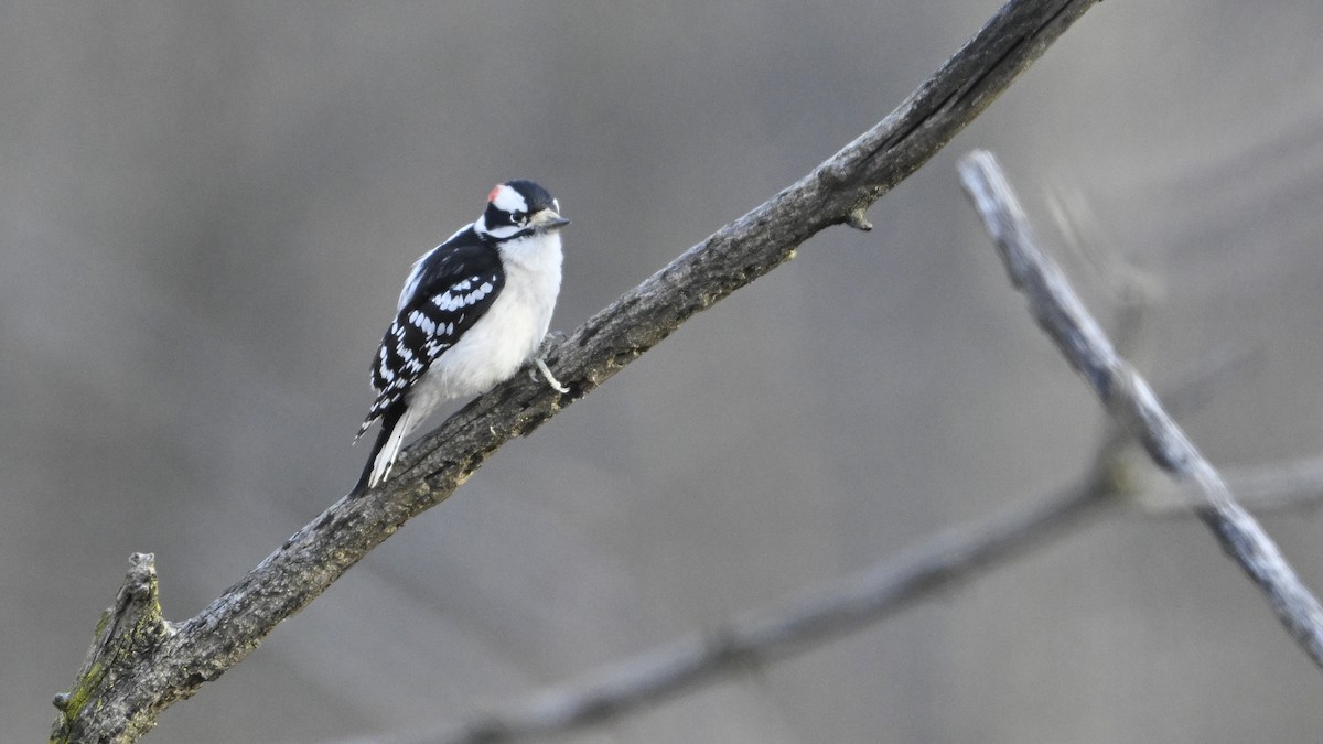 Downy Woodpecker - ML627508592