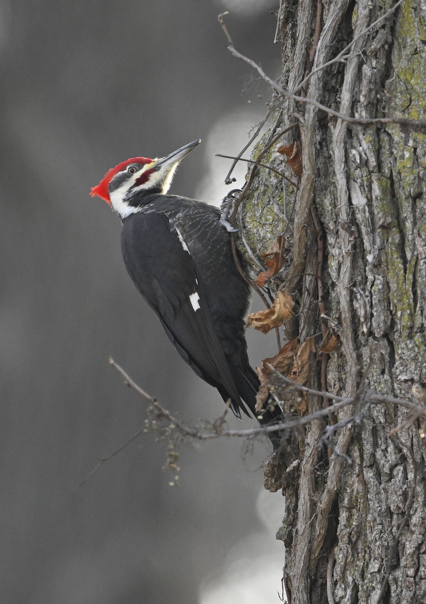 Pileated Woodpecker - ML627508593