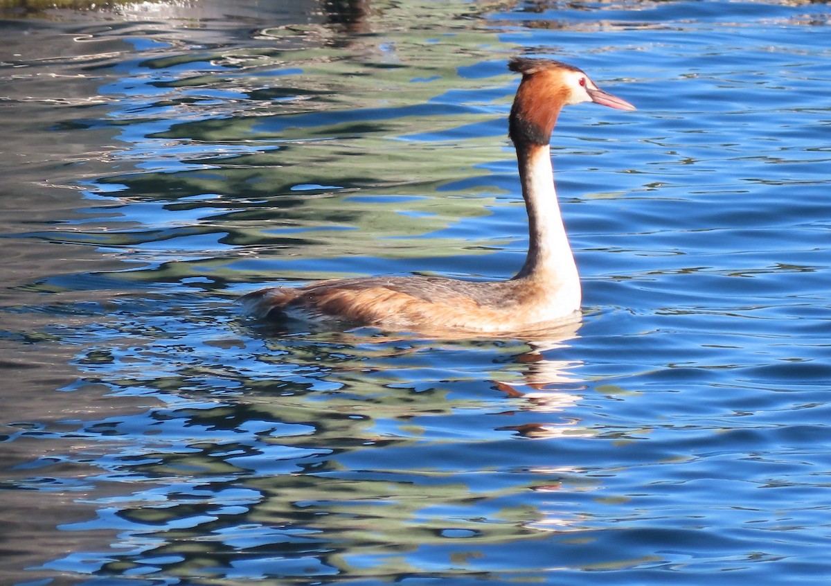 Great Crested Grebe - ML627508652