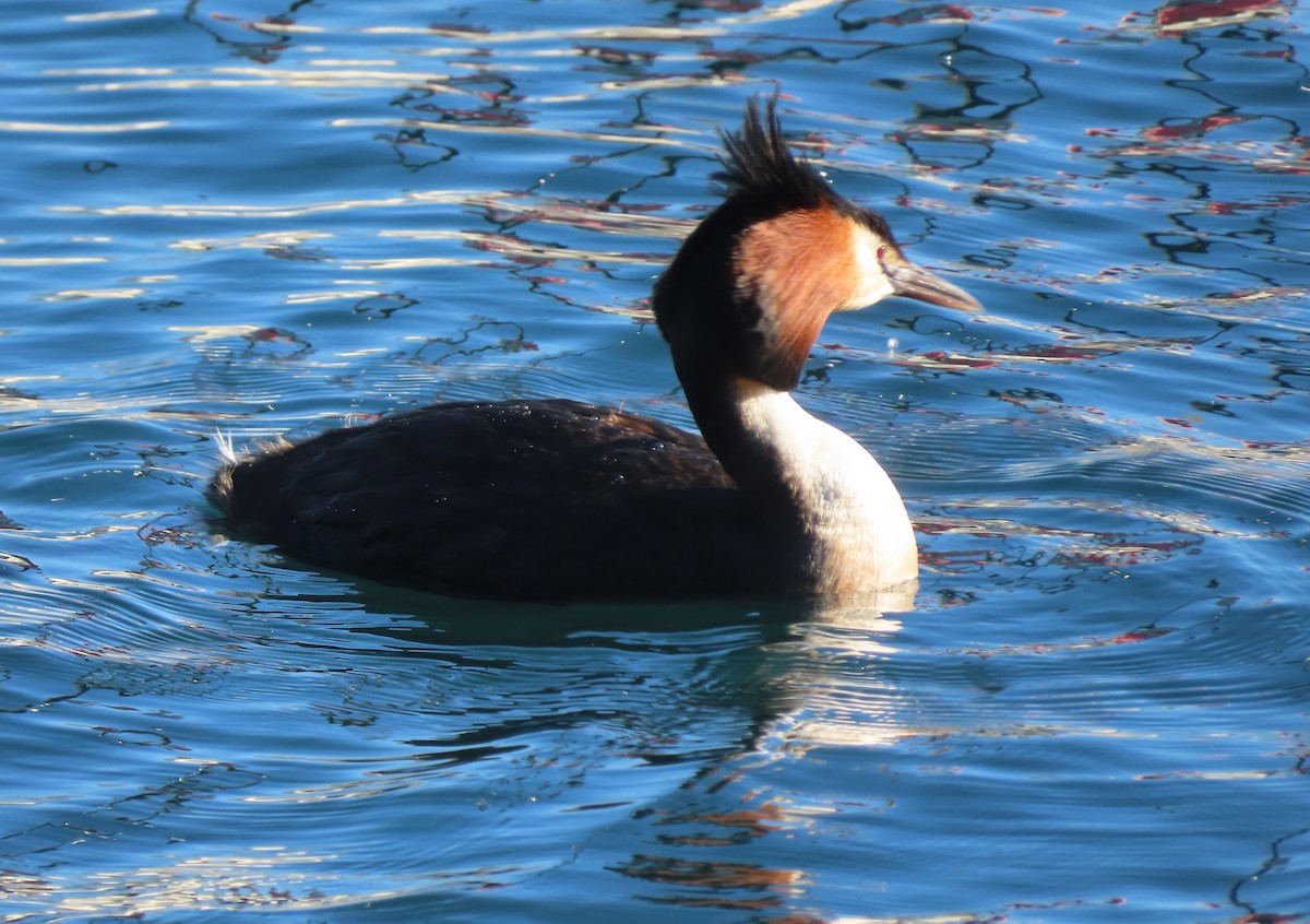 Great Crested Grebe - ML627508653