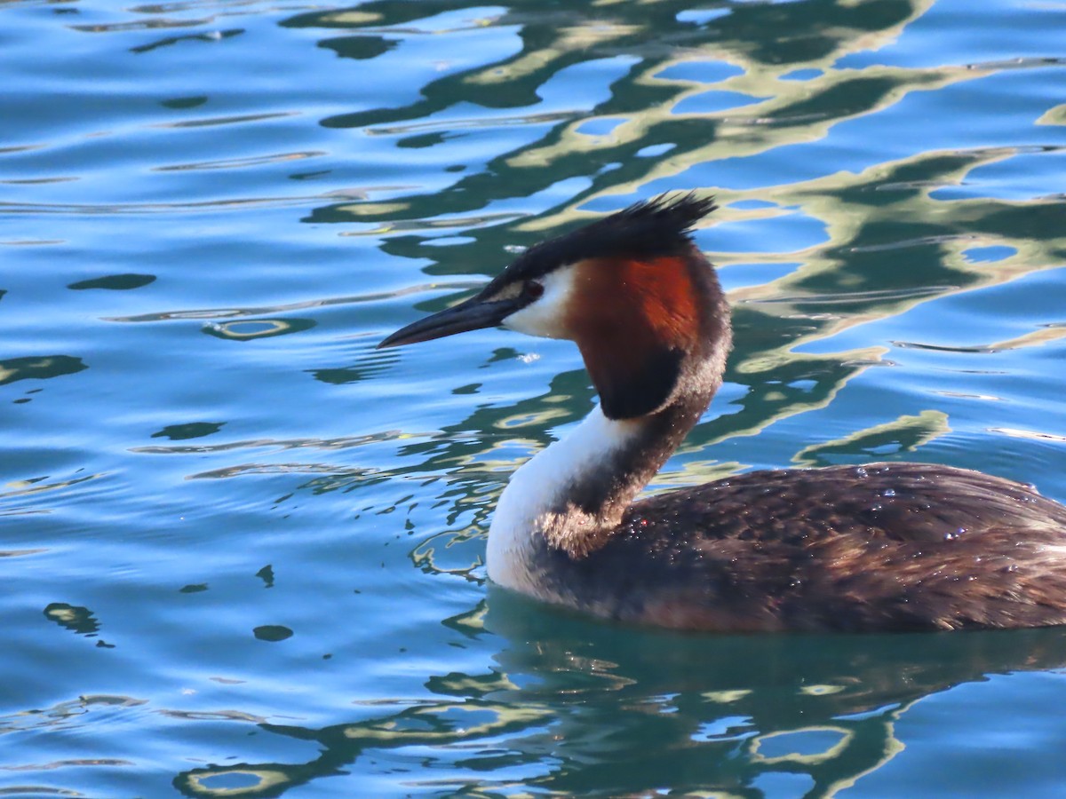 Great Crested Grebe - ML627508654