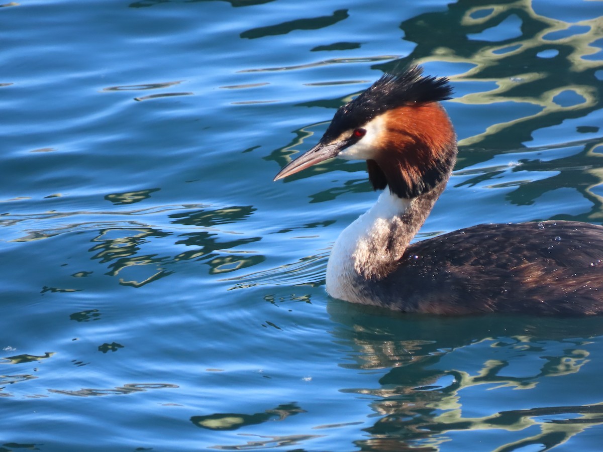 Great Crested Grebe - ML627508655