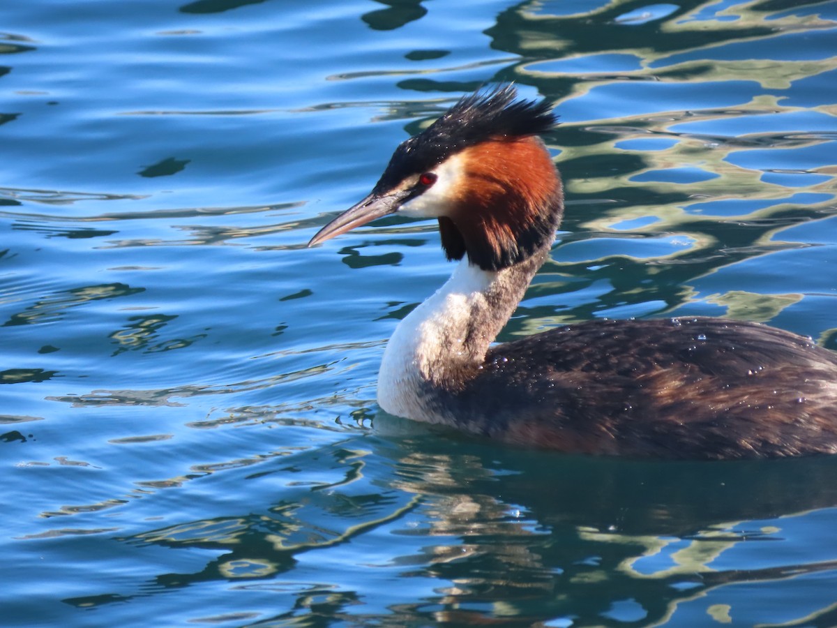 Great Crested Grebe - ML627508656