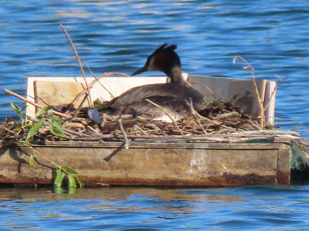 Great Crested Grebe - ML627508657