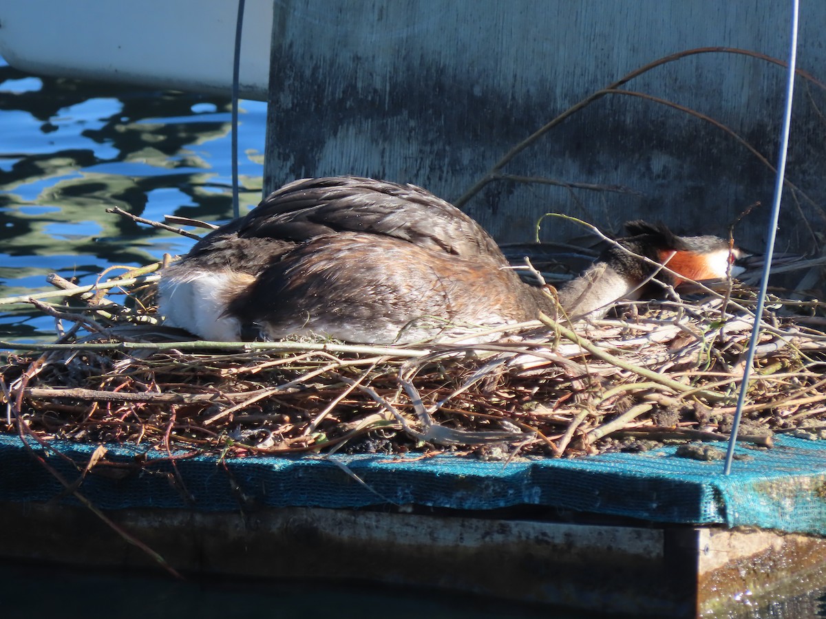 Great Crested Grebe - ML627508659