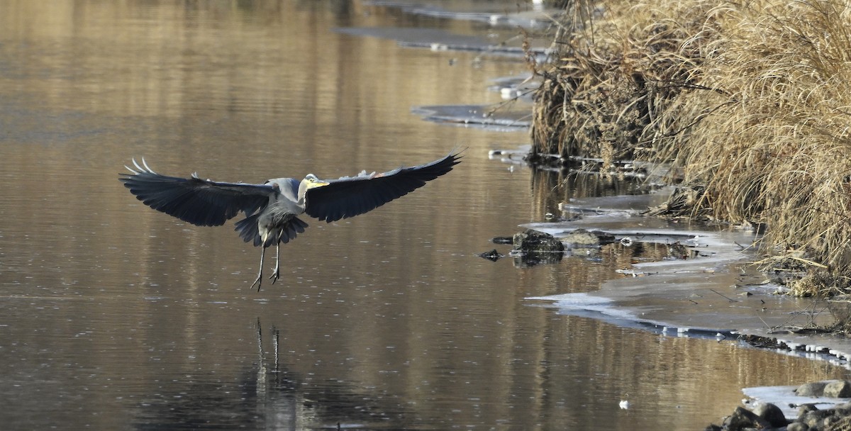 Great Blue Heron - ML627508677