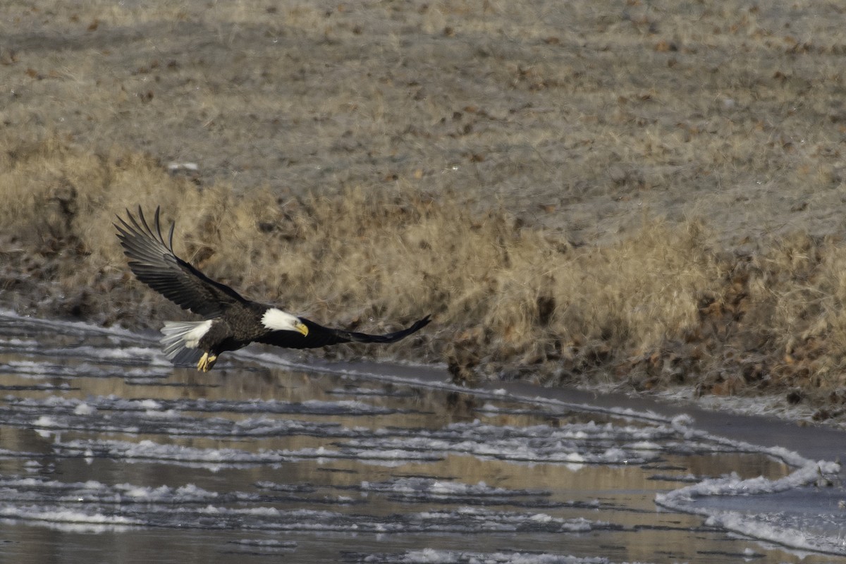 Bald Eagle - ML627508681