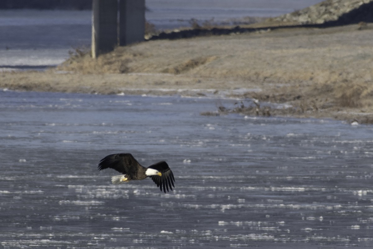 Bald Eagle - ML627508688