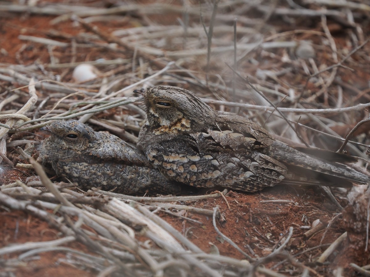 Madagascar Nightjar - ML627508696