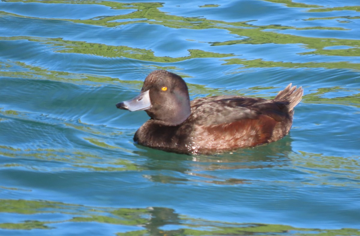 New Zealand Scaup - ML627508701