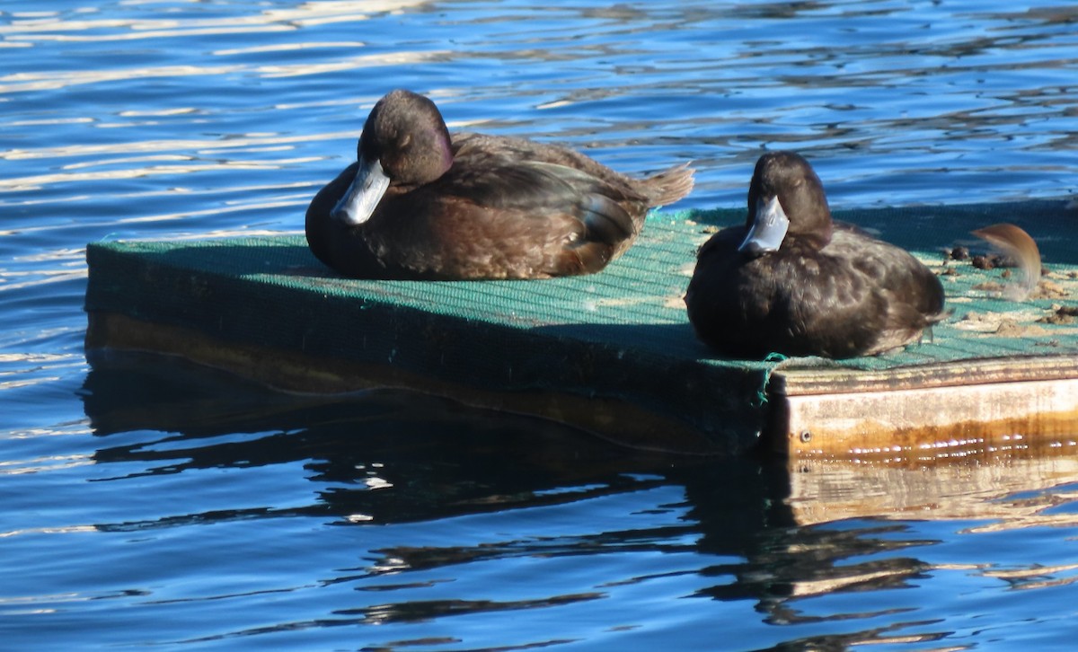 New Zealand Scaup - ML627508702