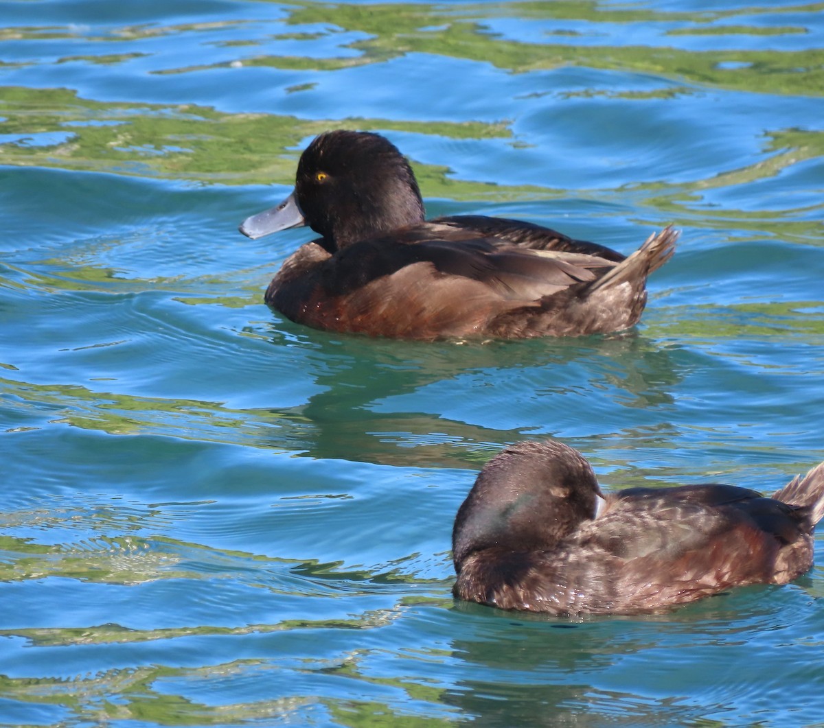 New Zealand Scaup - ML627508703