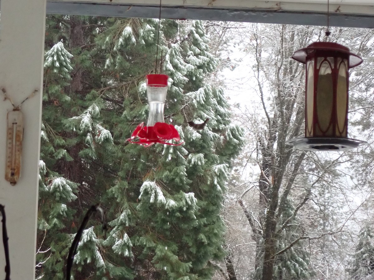 Anna's Hummingbird - ML627508931