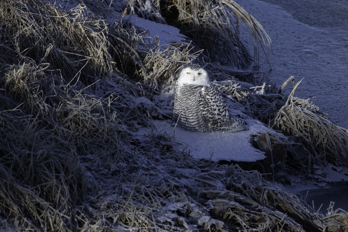 Snowy Owl - ML627508946