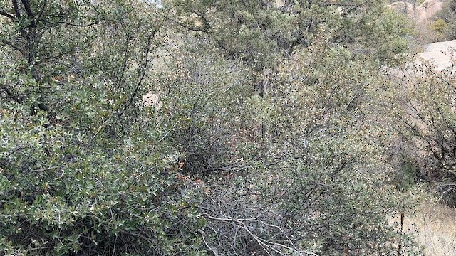 Bushtit - ML627509077