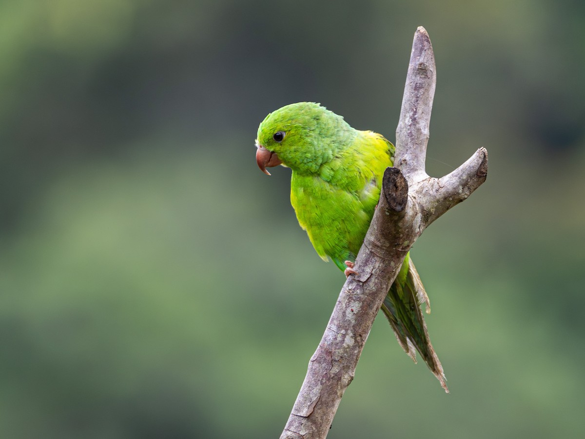 Plain Parakeet - ML627509098