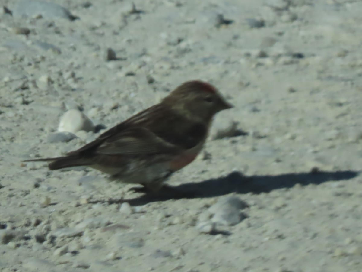 Redpoll (Lesser) - ML627509118