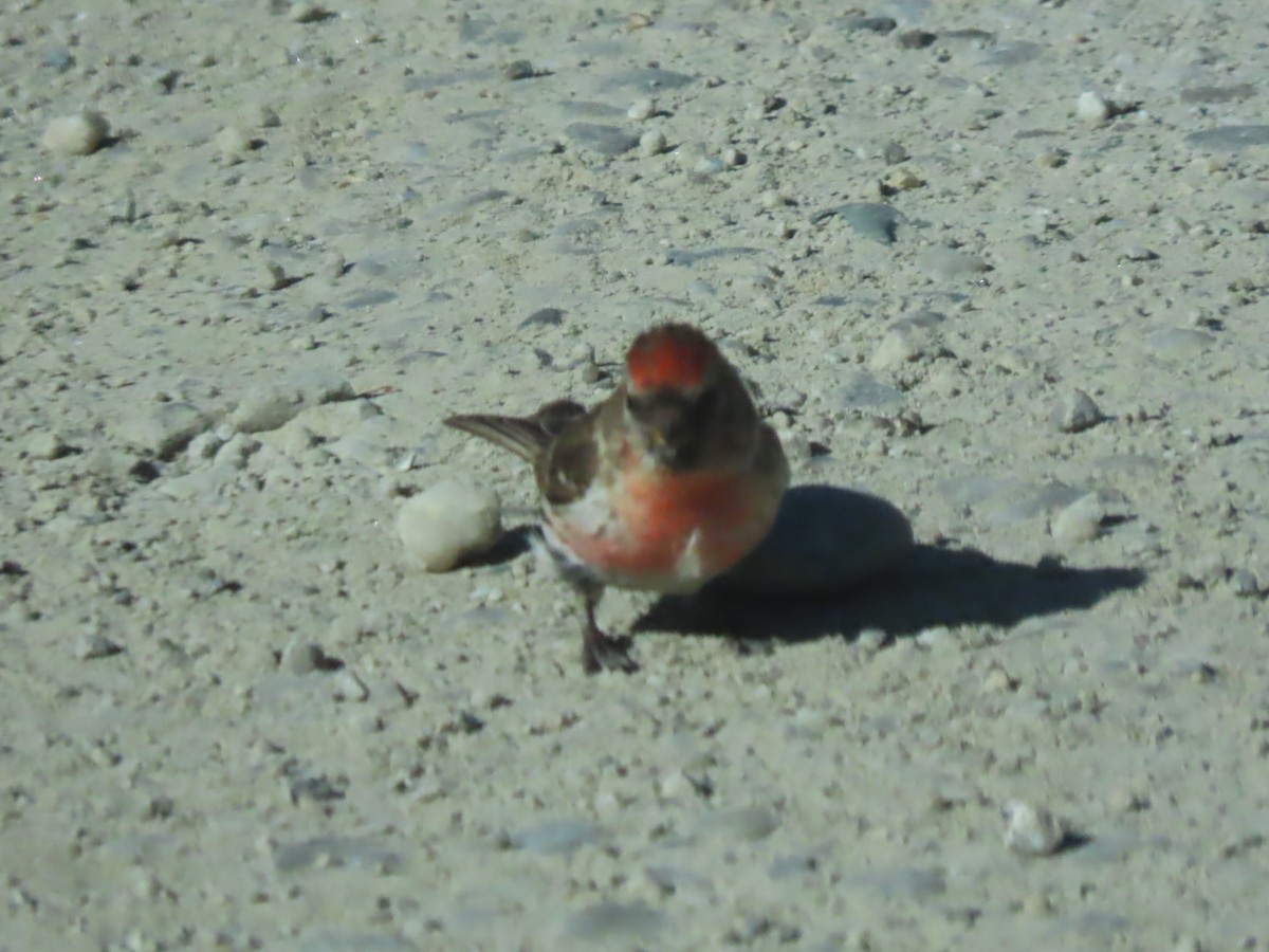 Redpoll (Lesser) - ML627509119