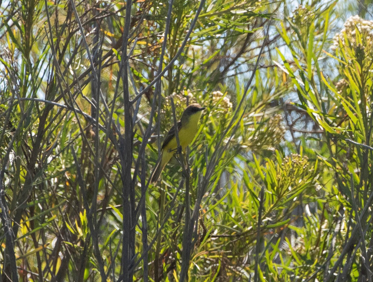 Ticking Doradito - ML627509128