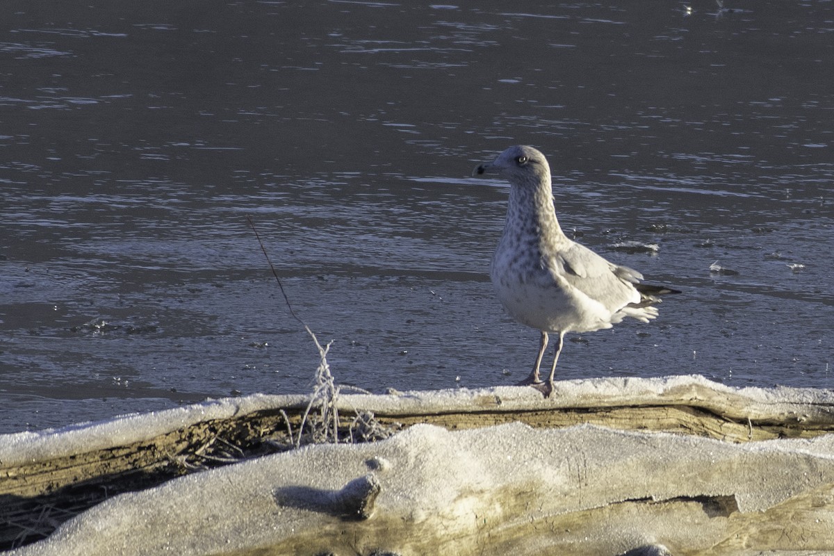 American Herring Gull - ML627509129