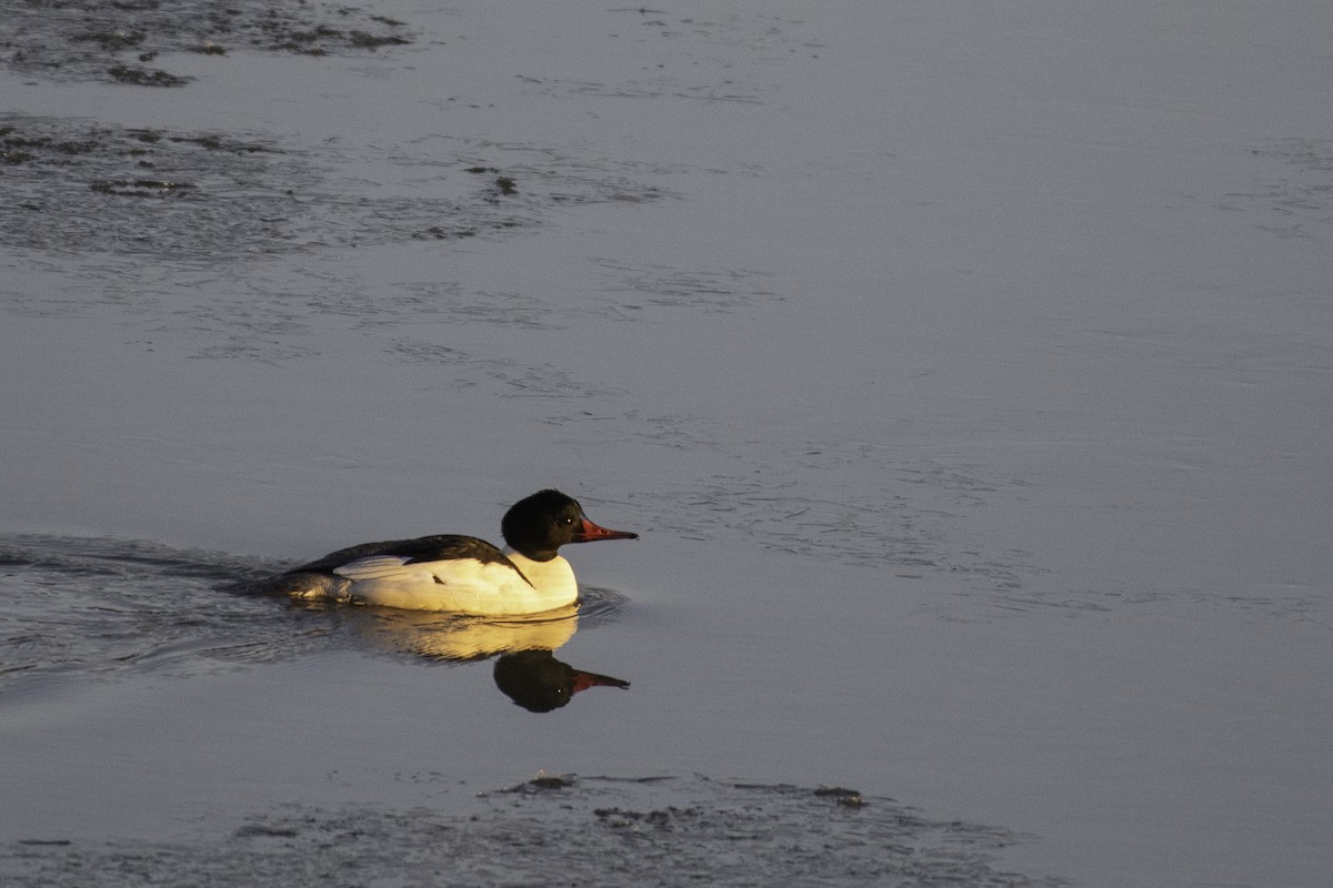 Common Merganser - ML627509132