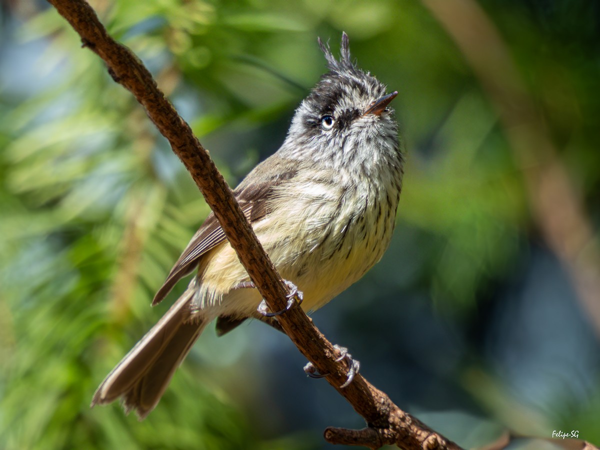 Tufted Tit-Tyrant - ML627509136