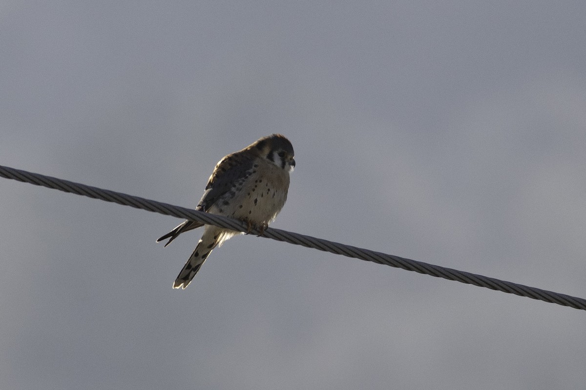 American Kestrel - ML627509139