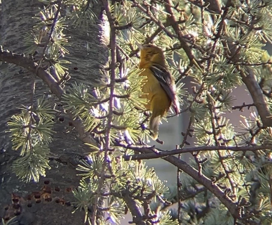 Baltimore Oriole - ML627509201