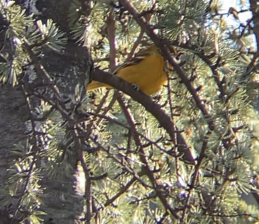 Baltimore Oriole - ML627509202