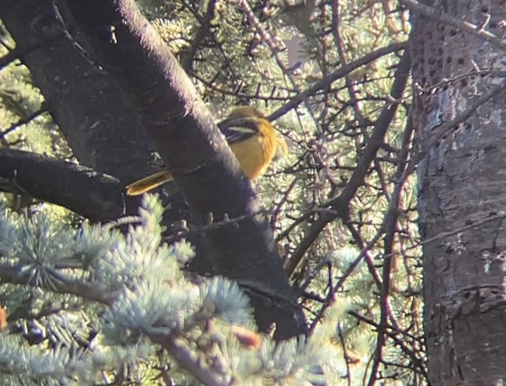 Baltimore Oriole - ML627509203