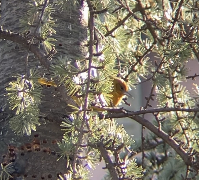 Baltimore Oriole - ML627509204