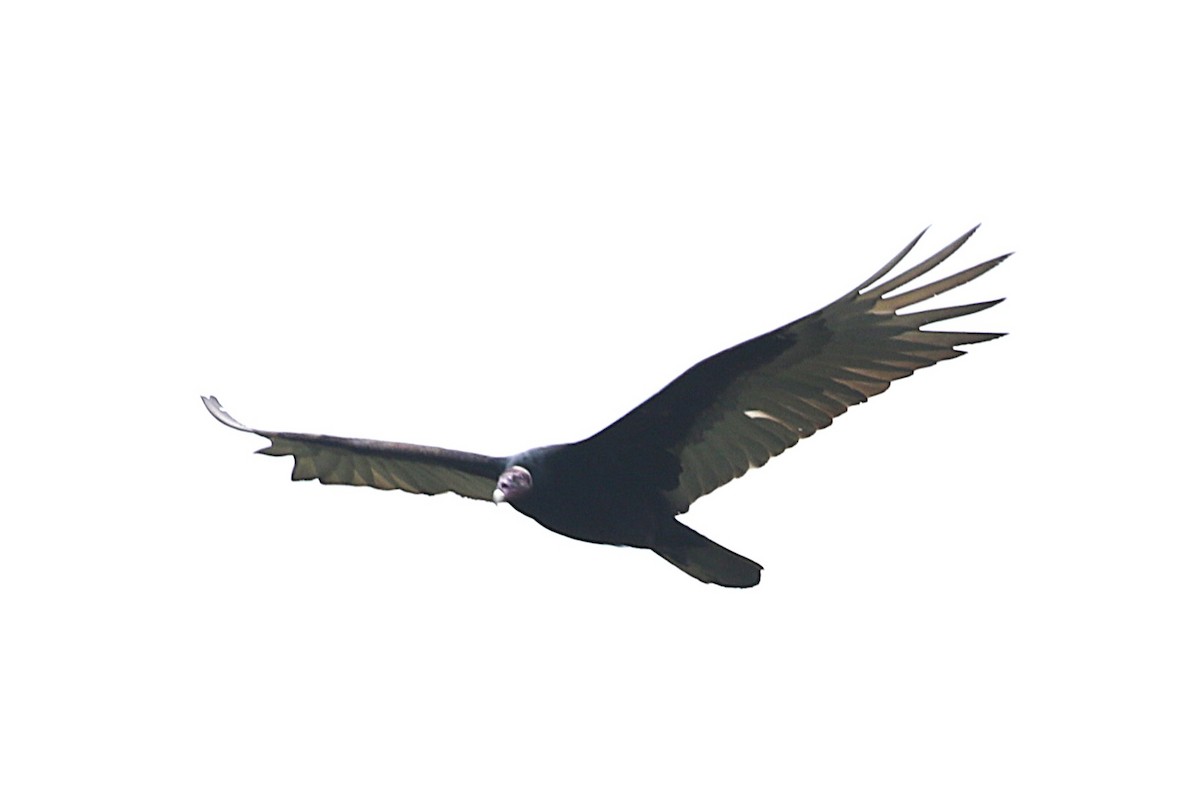 Turkey Vulture - ML627509308