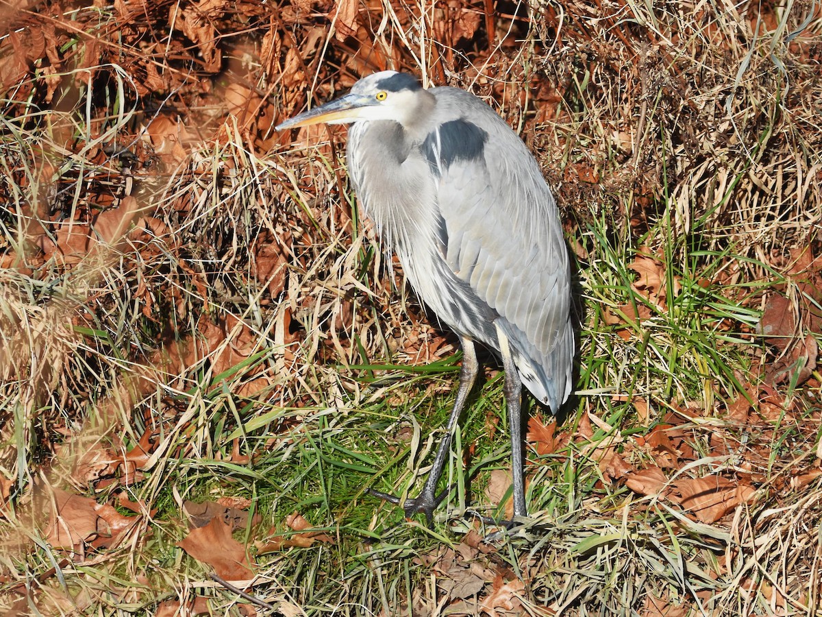 Great Blue Heron - ML627509330
