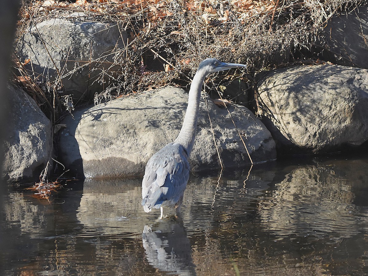 Great Blue Heron - ML627509337