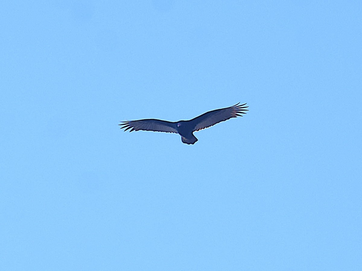 Turkey Vulture - ML627509340