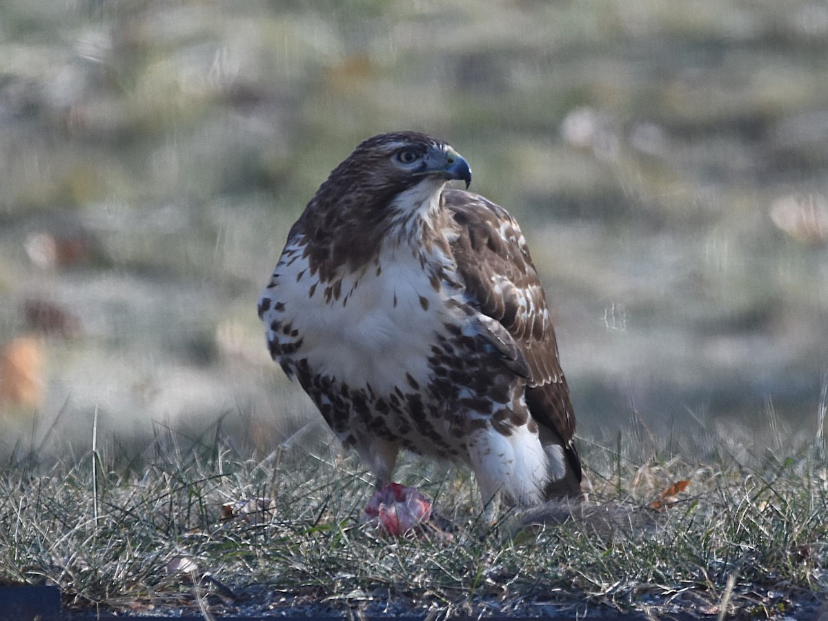 Red-tailed Hawk - ML627509346