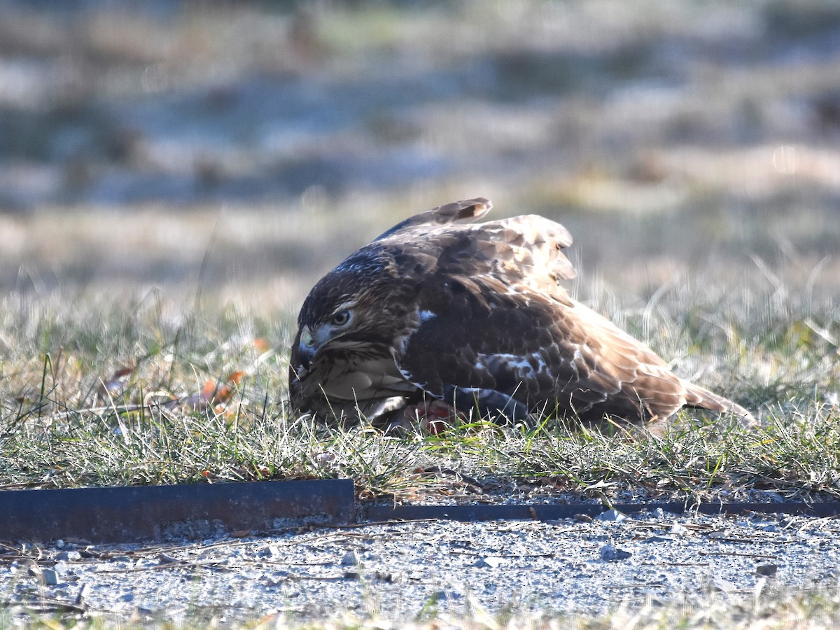 Red-tailed Hawk - ML627509352