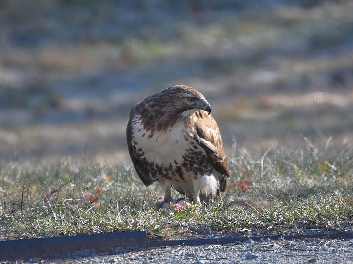 Red-tailed Hawk - ML627509364
