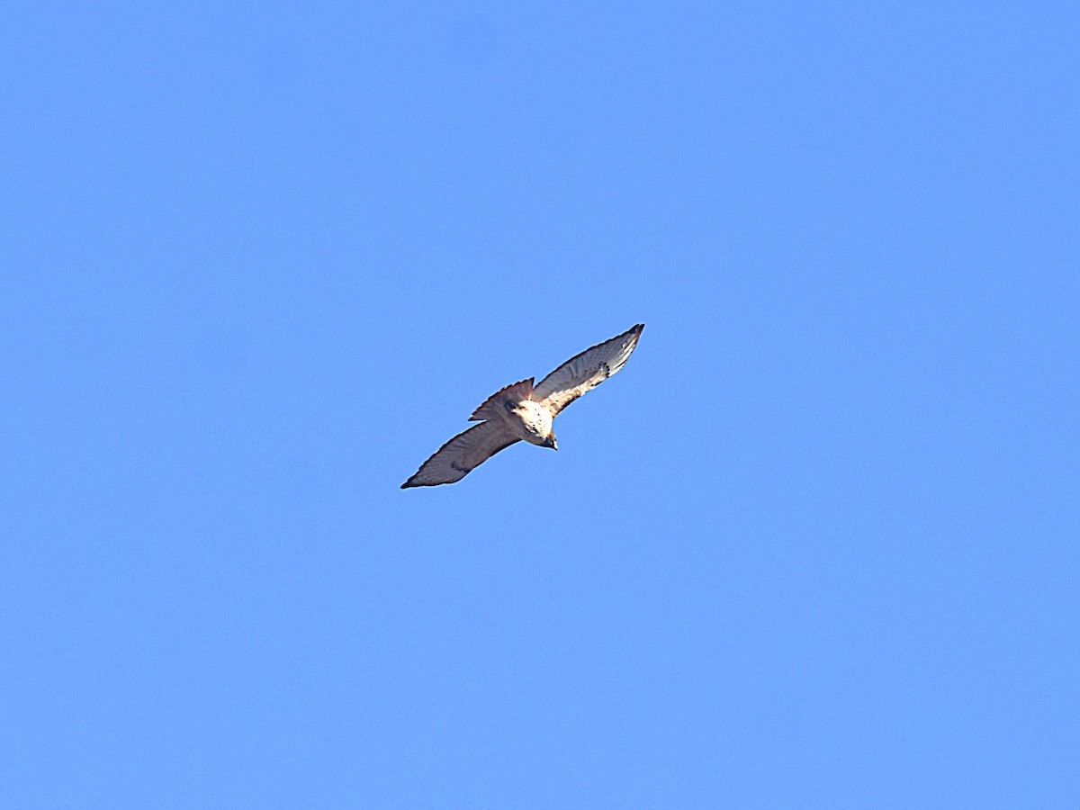 Red-tailed Hawk - ML627509370
