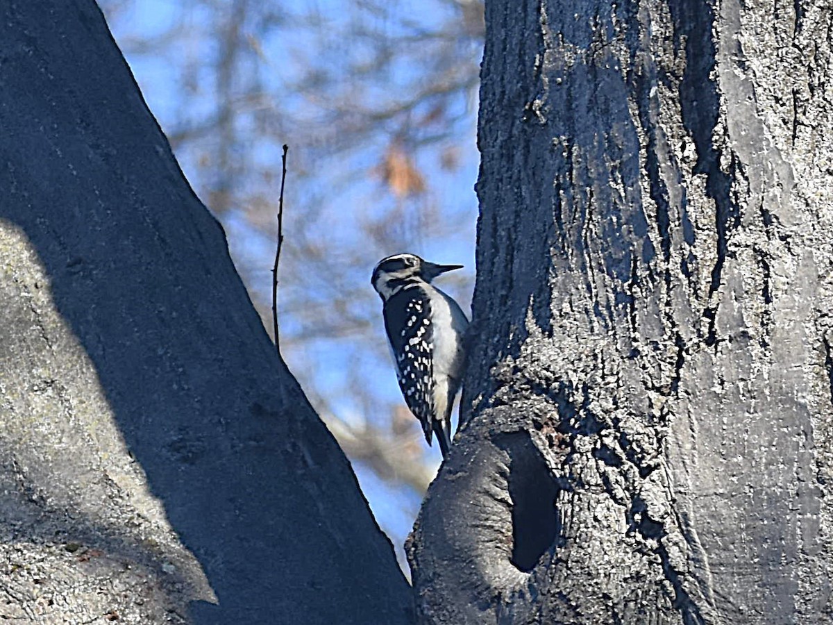 Hairy Woodpecker - ML627509383