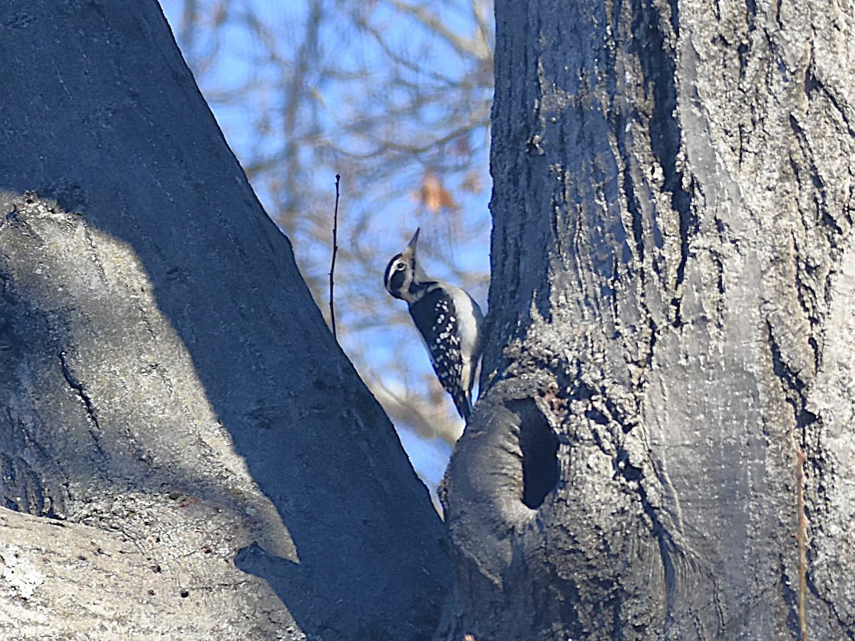 Hairy Woodpecker - ML627509398