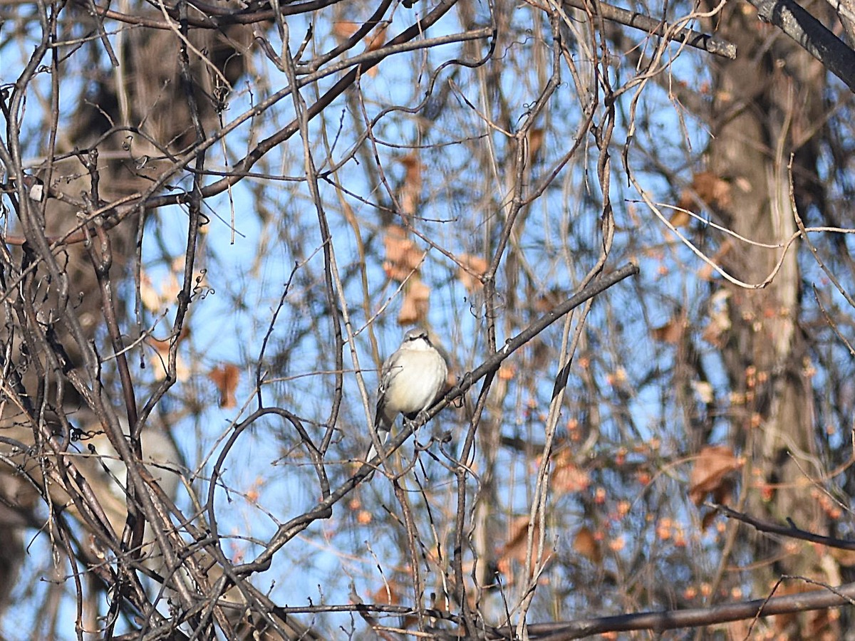 Northern Mockingbird - ML627509414