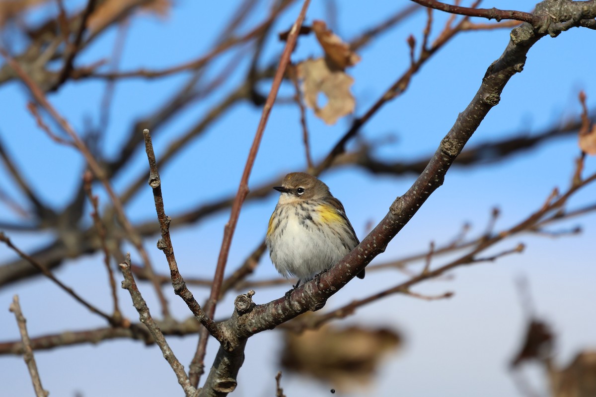 Reinita Coronada (coronata) - ML627509430