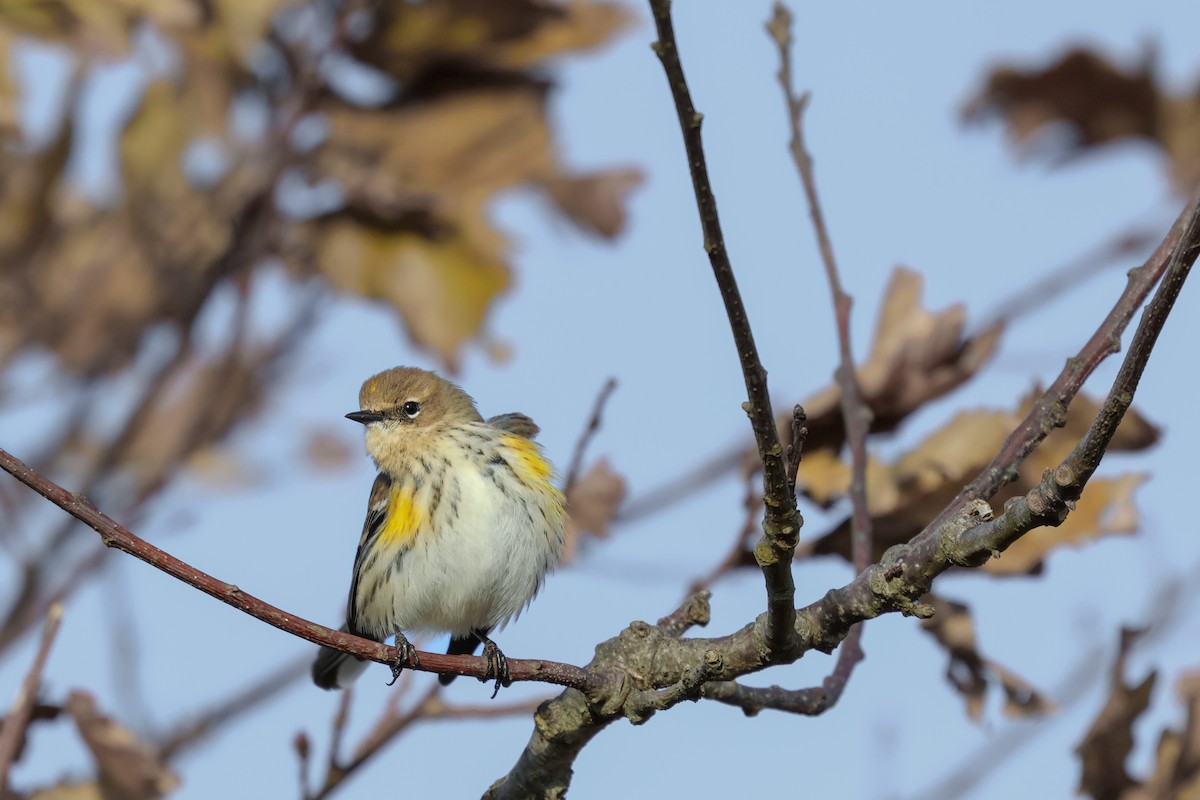 Reinita Coronada (coronata) - ML627509431