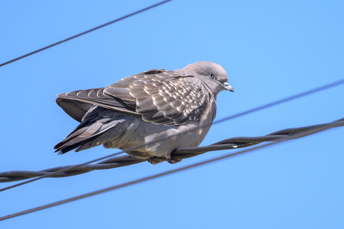 Spot-winged Pigeon - ML627509434
