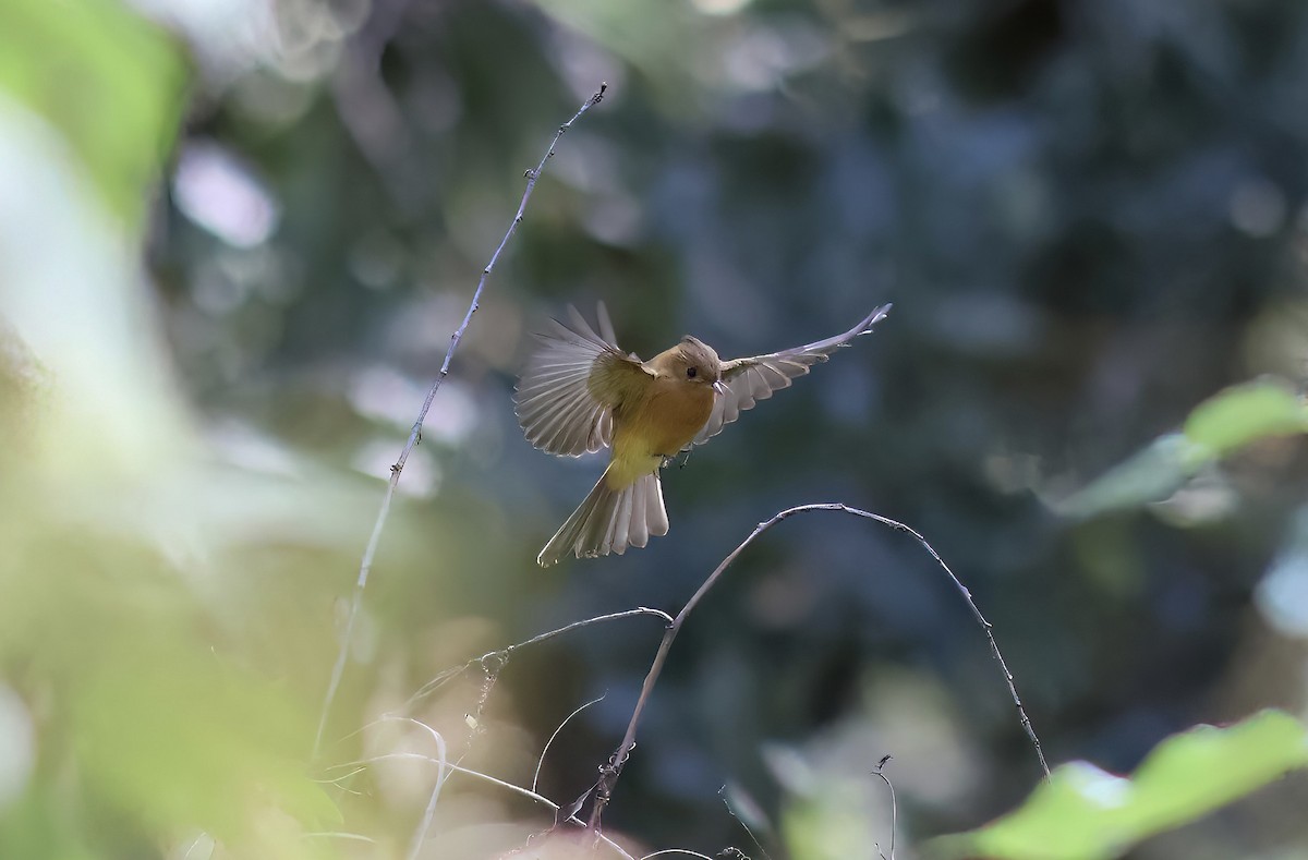 Tufted Flycatcher - ML627509471