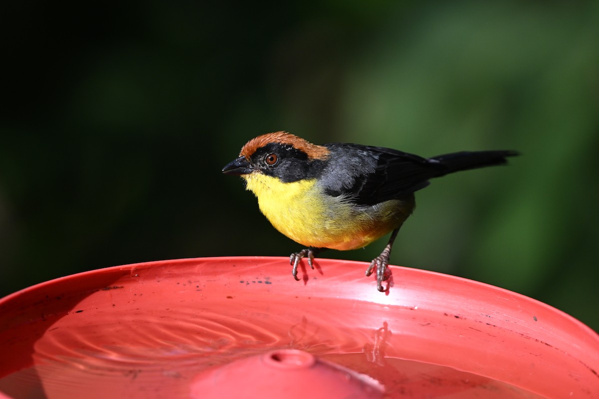 Yellow-breasted Brushfinch - ML627509528