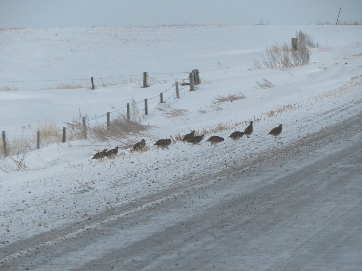 Gray Partridge - ML627509554